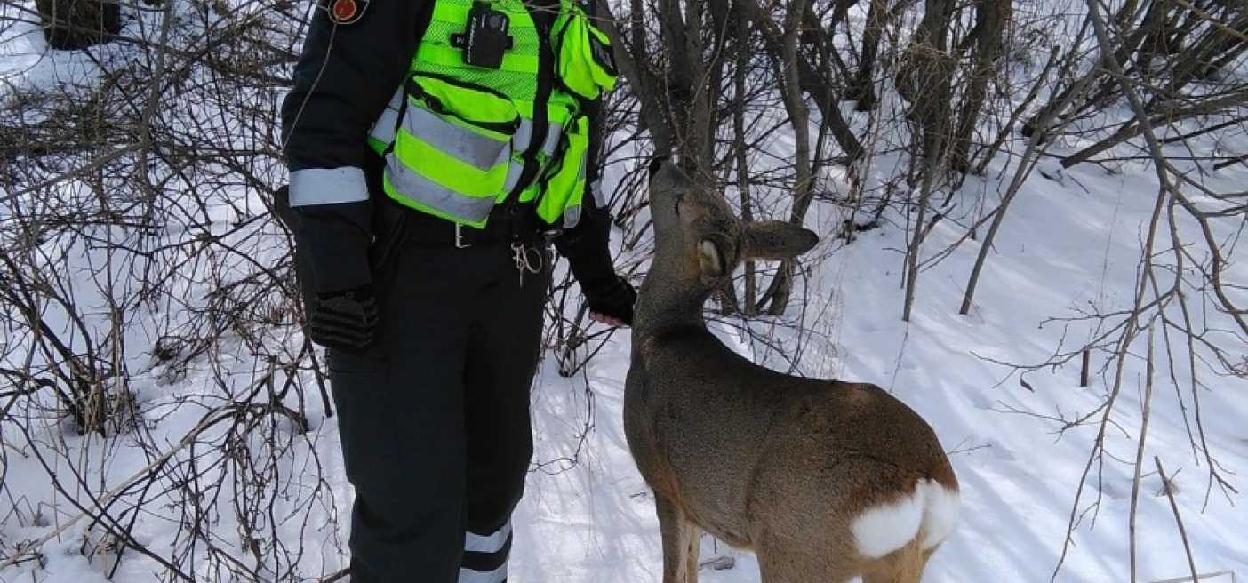 Policija gelbejo stirna