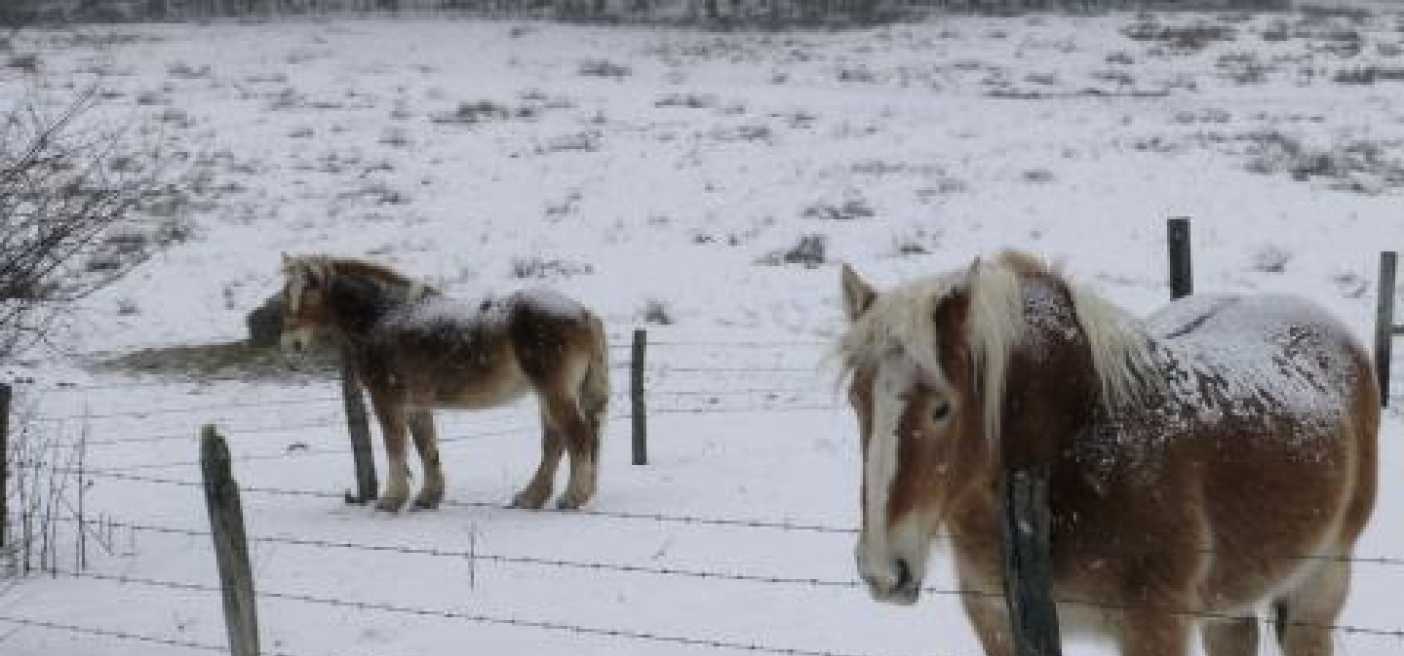 Arkliai ant sniego