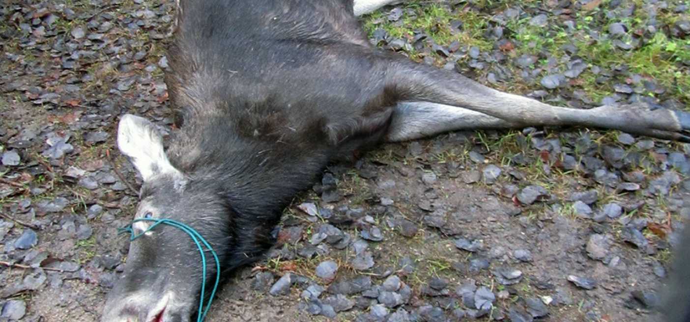 neteisetai sumedziota briedzio patele